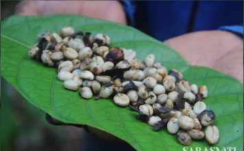 Yang Mana Karakter Kopimu? biji kopi toratima sulawesi tengah